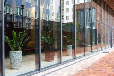 MOSCOW / RUSSIA - 04 / 04 / 2019 Saksıdaki Zamioculcas 'ın (Zanzibar Mücevheri) tam yükseklik planının arkasındaki sulu bitkileri tavan pencerelerine ve gri perdelere yakın çekim