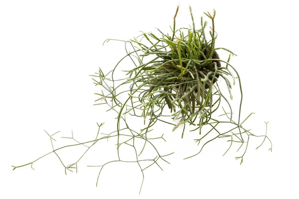 Rhipsalis Baccifera ve Ewaldiana ampelous sulu bitkilerin beyaz bir arka planda sürünen kökleri ile kapalı bir üst görüntü yakın çekim