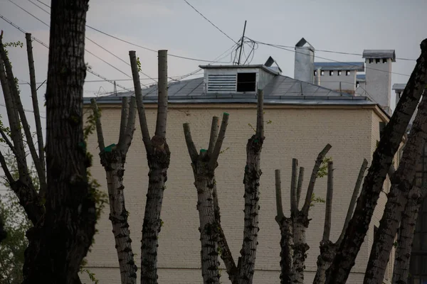 光秃秃的修剪树干 分枝截断 背景为住宅建筑 俄罗斯 莫斯科 — 图库照片