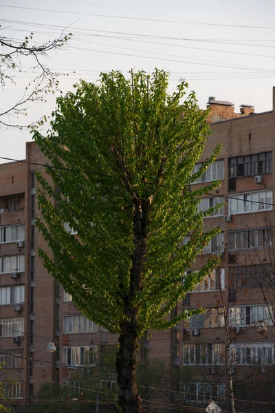 Vertikální Zblízka Záběr Vysokého Populárního Topolového Stromu Velkými Větvemi Bohatým — Stock fotografie