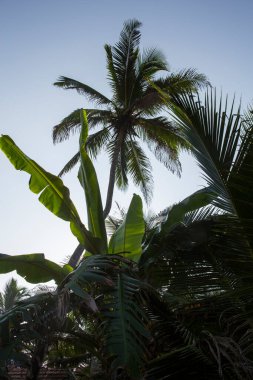 Mavi arka planda büyük yeşil yaprakları, dalları ve hindistan cevizleri olan yüksek palmiye ağaçlarının dikey yakın çekimleri. Sri Lanka Adası