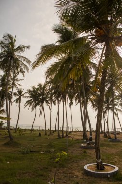 Büyük yeşil yaprakları, dalları ve hindistan cevizleriyle dolu boş bir kumsalda mavi gökyüzü arka planında büyüyen uzun palmiye ağaçlarının gündüz çekimi. Sri Lanka Adası