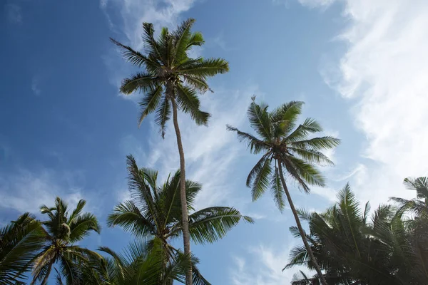 Foto Van Zeven Reusachtige Grote Tropische Palmbomen Blauwe Lucht Met — Stockfoto