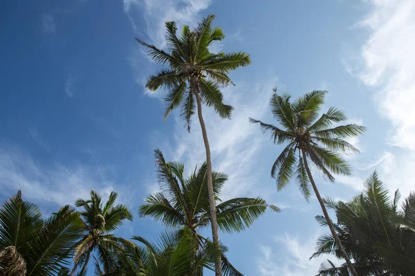 Foto Van Zeven Reusachtige Grote Tropische Palmbomen Blauwe Lucht Met — Stockfoto