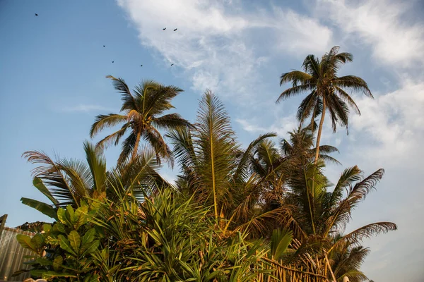 Zbliżenie Dzień Strzał Wysokich Palm Dużymi Zielonymi Liśćmi Gałęziami Kokosami — Zdjęcie stockowe