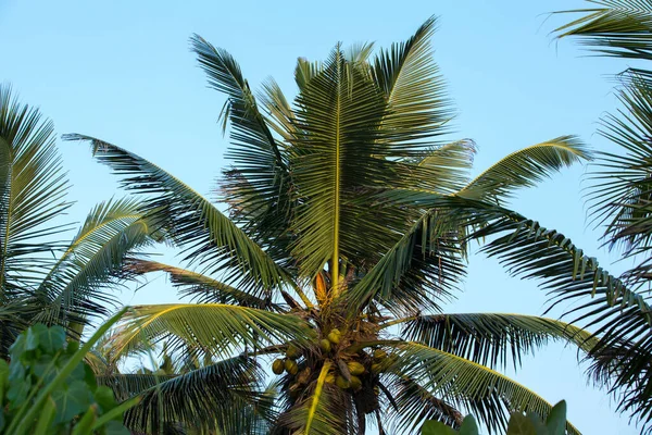 Natuurlijke Close Dagopname Van Een Hoge Palmboom Met Grote Groene — Stockfoto