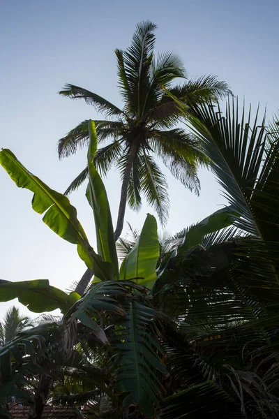Verticale Close Contrasterende Dagopname Van Hoge Palmbomen Met Grote Groene — Stockfoto