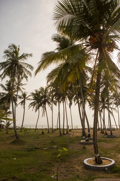 Dzienne Ujęcie Wysokich Palm Dużymi Zielonymi Liśćmi Gałęziami Kokosami Rosnącymi — Zdjęcie stockowe