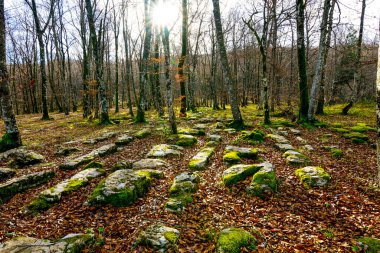 Sonbaharda düşen ağaç yapraklarıyla kaplanmış antik taşların manzarası.