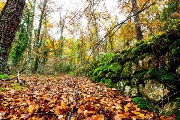 Vieux Mur Pierre Sur Chemin Couvert Feuilles Tombées Automne — Photo