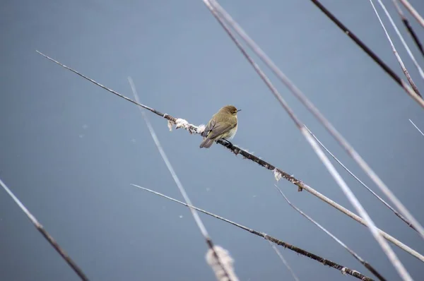 Common Chiffchaff Petit Oiseau Est Assis Sur Roseau Avec Son — Photo