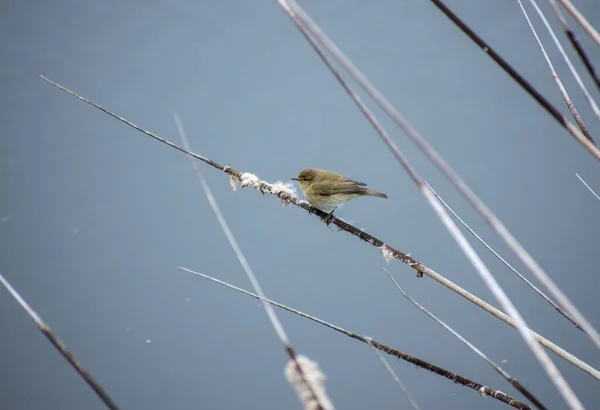 Bir Gölün Yanında Sazlıkta Duran Sıradan Bir Chiffchaff Kuşuna Yaklaş — Stok fotoğraf