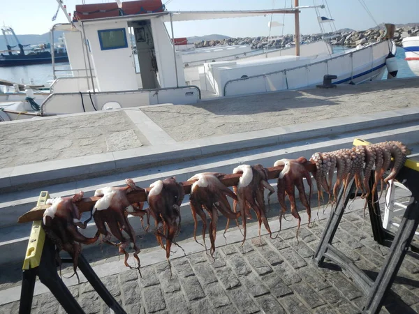 Bläckfiskar Som Fångas Fiskare Placeras Vid Ett Rep För Torkning — Stockfoto