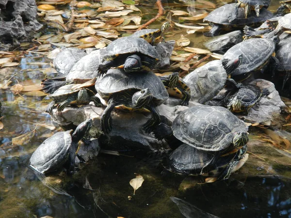 Bando Tartarugas Umas Sobre Outras Neste Lago Artificial — Fotografia de Stock