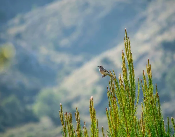 可爱的小鸟正坐在一种背景柔软的植物上 — 图库照片