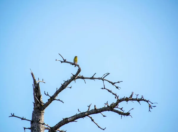 Serin Europeo Sentado Árbol Con Cielo Azul Fondo — Foto de Stock