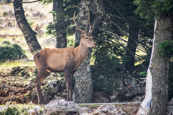 Hermoso Ciervo Rojo Joven Con Cornamenta Tamaño Mediano Afuera Bosque — Foto de Stock