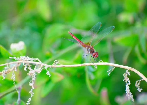 Dard Nervures Rouges Sympetrum Fonscolombii Libellule Assise Sur Une Plante — Photo