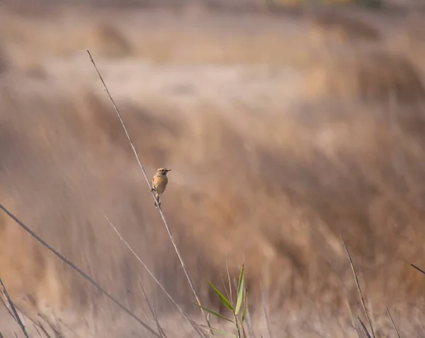 Niedlicher Kleiner Vogel Der Auf Einem Schilf Einem Sumpf Ruht — Stockfoto