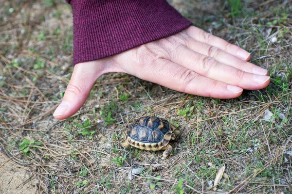 Görüntü, hayvanın küçük boyutunu göstermek için yanında bir adamın eli olan marjinalleşmiş bir kaplumbağa (Testudo marginata) gösteriyor..