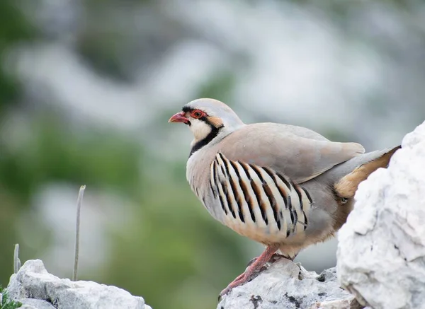 Görüntü Bir Taş Keklik Kuşunun Alectoris Graeca Bir Taşın Üzerinde — Stok fotoğraf