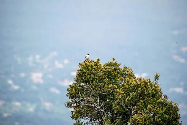 Niedlicher Schwarz Weißer Vogel Sitzt Auf Der Spitze Eines Fir — Stockfoto