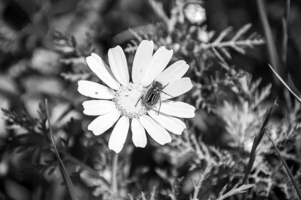 Schwarz Weiß Bild Einer Blume Mit Einem Käfer Darauf — Stockfoto