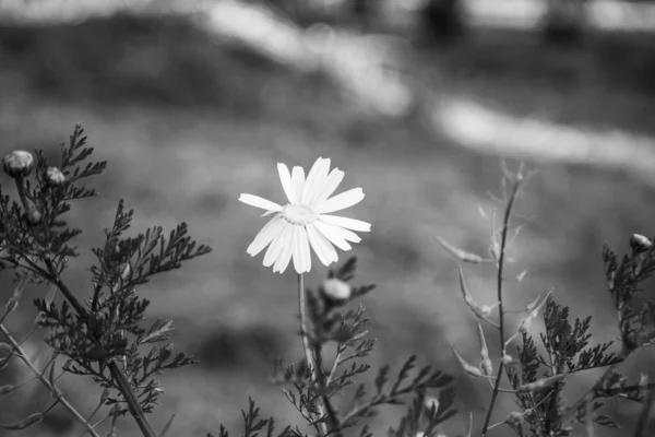 Immagine Bianco Nero Una Margherita Con Alcuni Petali Mancanti — Foto Stock