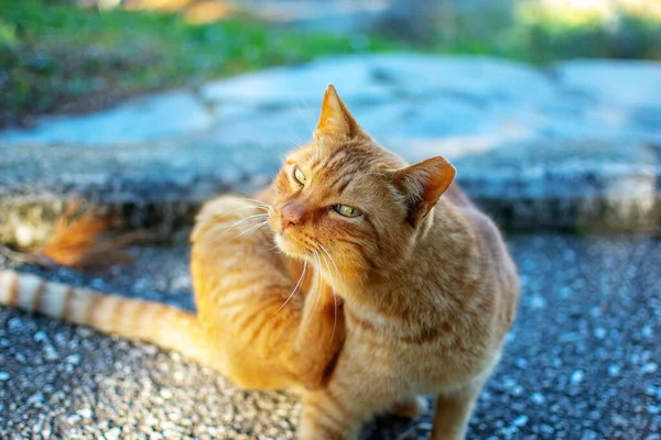 Roztomilá Oranžová Kočka Škrábe Krku Dívá Kamery — Stock fotografie