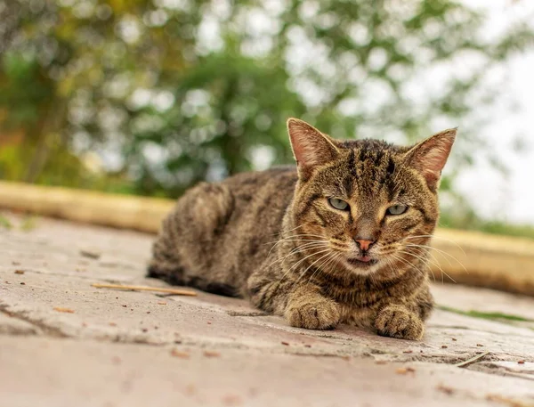 Roztomilá Hnědá Kočka Zblízka Hlavě Pěkné Rozmazané Pozadí — Stock fotografie
