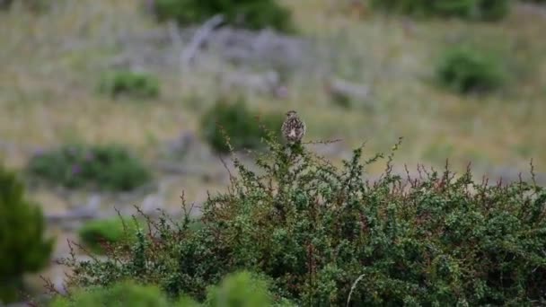 Vídeo Mostra Pipit Meadow Anthus Pratensis Cantando Arbusto — Vídeo de Stock