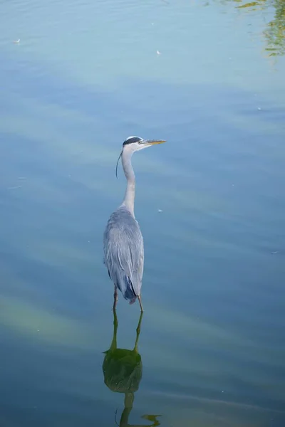 Photo Grey Heron Beautiful Reflection Water — Stock Photo, Image