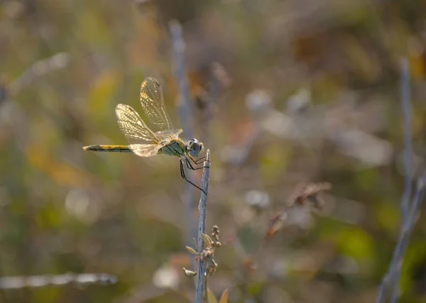 Libellule Avec Belles Couleurs Sur Une Feuille — Photo