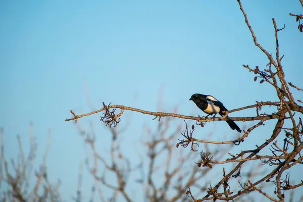 Bild Zeigt Eine Elster Die Auf Einem Baum Ruht — Stockfoto