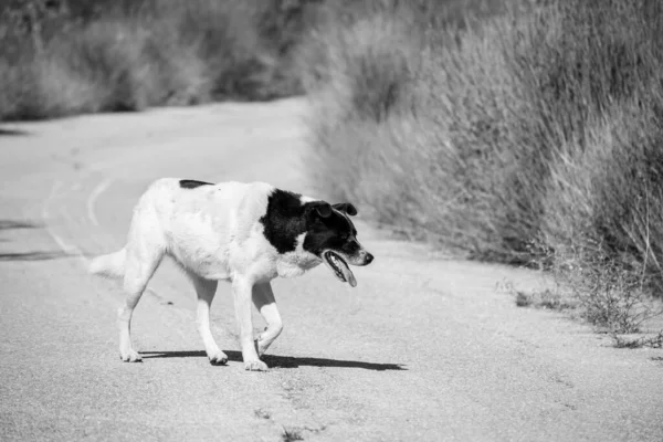 Köy yolunda başıboş dolaşan bir sokak köpeğinin siyah beyaz görüntüsü. Hayvanları terk etme kavramı.