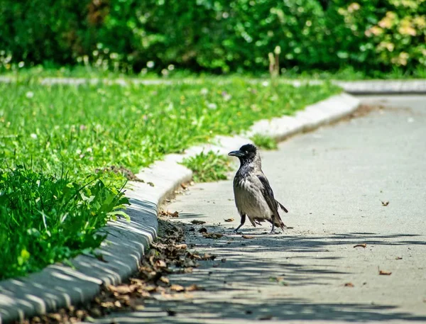 Kapuzenkrähe Spaziert Einem Sonnigen Tag Einem Park — Stockfoto