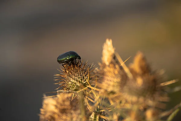 : Haziran böceği (Cotinis nitida) yakın plan bir bitkinin üzerinde oturuyor.