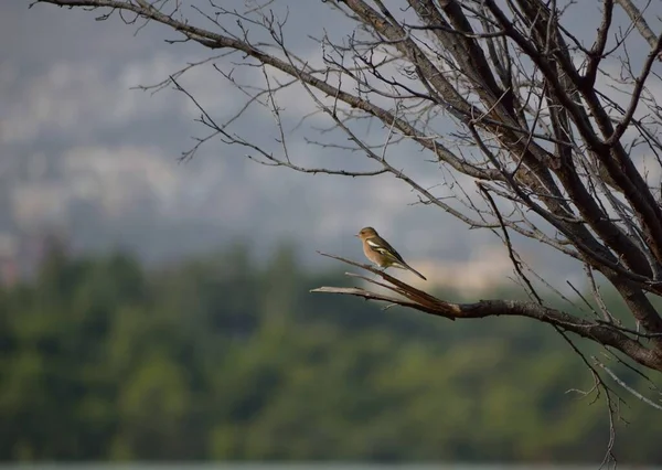 美丽的雀 坐在树枝上 — 图库照片