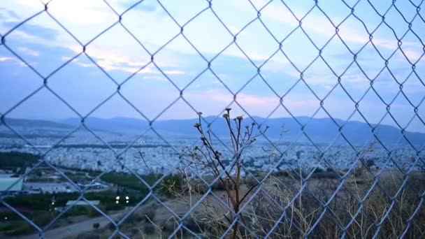 Une Plante Séchée Derrière Une Clôture Métallique Tremble Dans Vent — Video