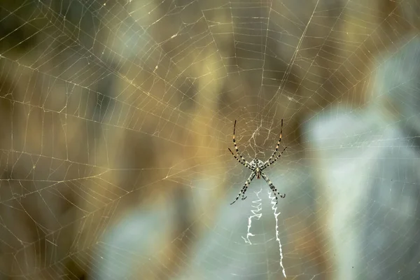 A big black and white spider in the web.