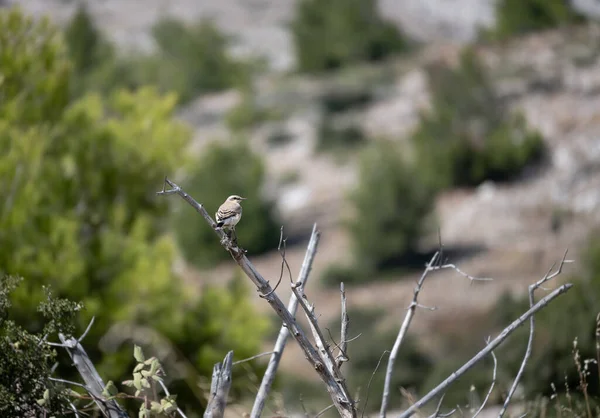 Vrouw West Zwart Eared Wheatear Zittend Een Tak Van Een — Stockfoto