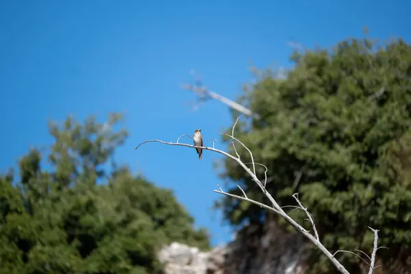 Cute Little Bird Sitting Branch Nice Blue Sky Background — Stock Photo, Image