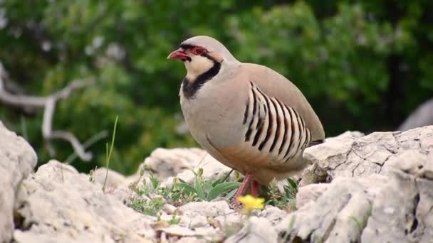 Nahaufnahme Eines Rebhuhnvogels Alectoris Graeca Auf Felsigem Boden — Stockvideo