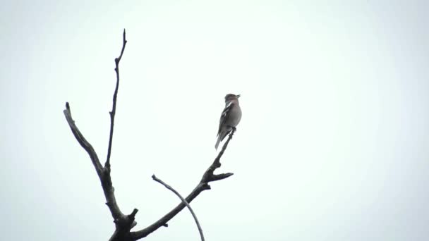 Fringuello Comune Appollaiato Ramo Albero Canta Con Cielo Grigio Sullo — Video Stock