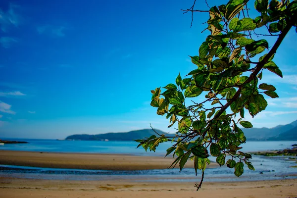 Pół Drzewa Plaży Wieczorem Kliknij Przeze Mnie Moim Aparatem Nikon — Zdjęcie stockowe