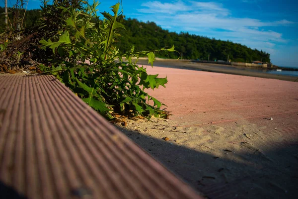 Een Plant Buurt Van Het Strand Avond Klik Door Mij — Stockfoto