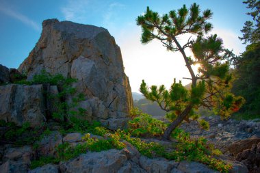 Akşam güneşi altında taşın üzerinde küçük bir ağaç. Mavi gökyüzü ile zamanı gör.