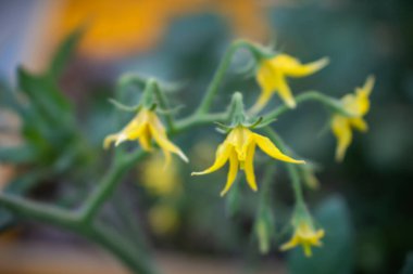 Bahçemdeki sarı çiçek, bitkiler yanımdan geçiyor. daha mavi arkaplan