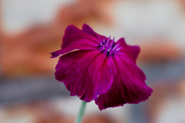 Uma Única Flor Meu Jardim Com Plantas Clique Por Mim — Fotografia de Stock