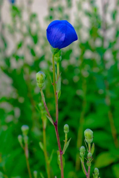 植物と私の庭の青い花は私をクリックしてください — ストック写真